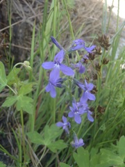 Lobelia anatina