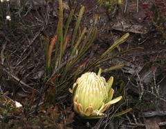 Protea aspera