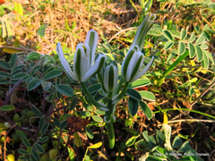 Albuca nelsonii