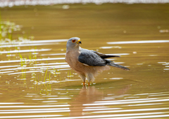 Accipiter badius