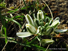 Albuca nelsonii
