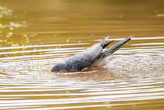 Accipiter badius