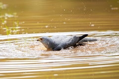 Accipiter badius