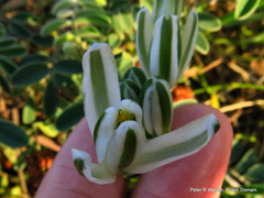 Albuca nelsonii