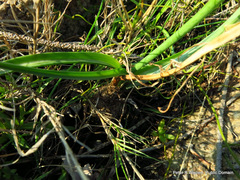 Albuca nelsonii