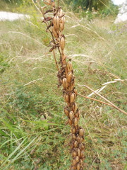 Himantoglossum hircinum hircinum