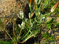 Albuca nelsonii