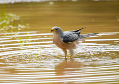 Accipiter badius