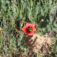 Romulea sabulosa