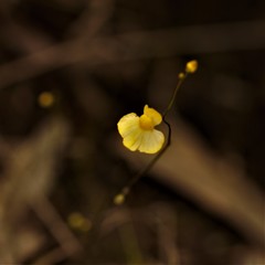 Utricularia subulata
