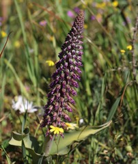 Lachenalia violacea