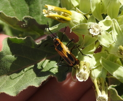 Chauliognathus scutellaris