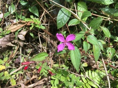 Arthrostemma ciliatum