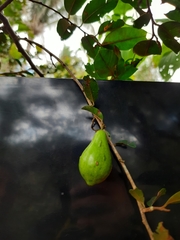 Pouteria macrophylla