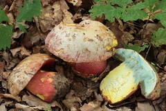Rubroboletus rhodoxanthus