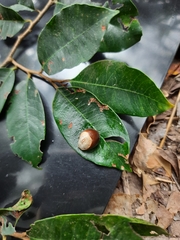 Pouteria macrophylla