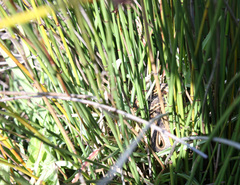 Amplorhinus multimaculatus