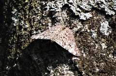 Hamadryas feronia
