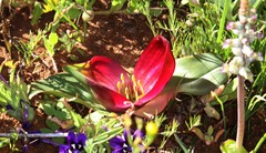 Colchicum coloratum pulchrum