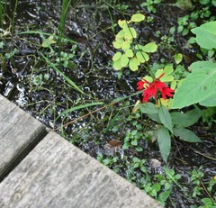 Lobelia cardinalis