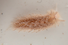 Aeolidia