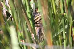 Amplorhinus multimaculatus