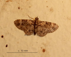 Pasiphila derasata