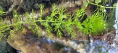 Utricularia australis
