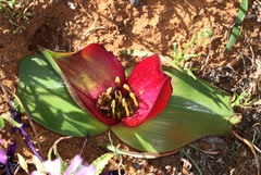 Colchicum coloratum pulchrum