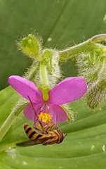 Epistrophe grossulariae