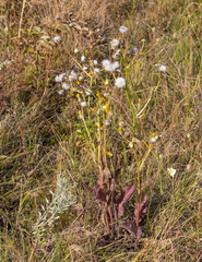 Crepis pannonica