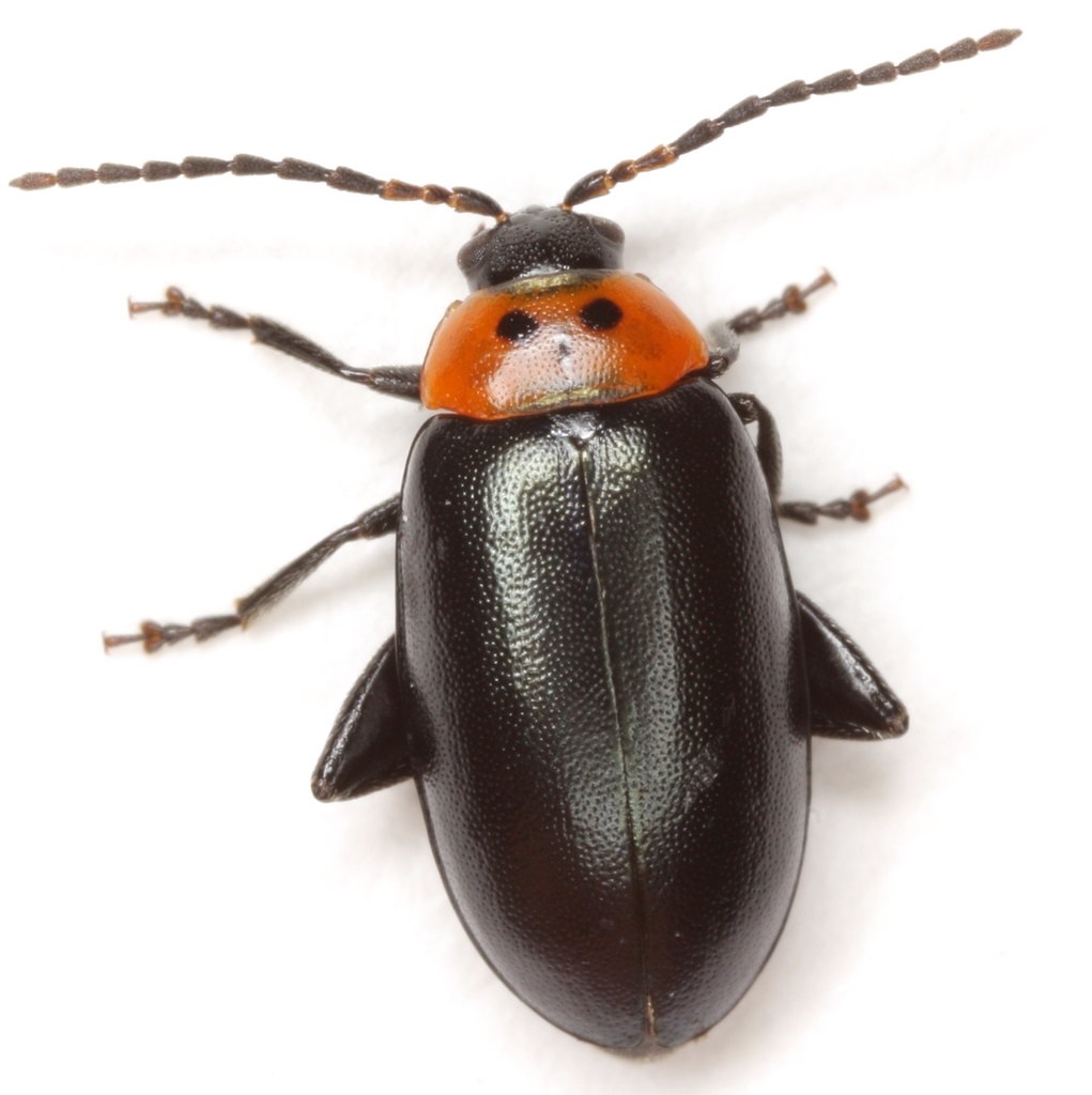 Three-spotted Flea Beetle