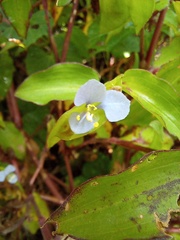 Commelina