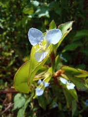 Commelina