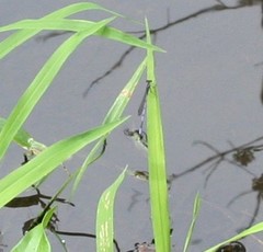Argia fumipennis
