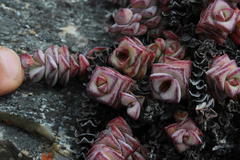 Crassula rupestris rupestris