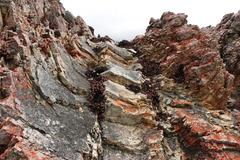 Crassula rupestris rupestris