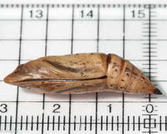 Macroglossum trochilus