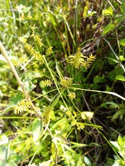 Cyperus