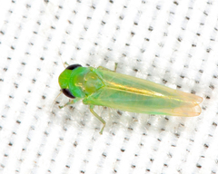 Coccineasca coccinea