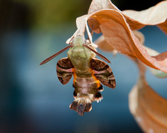 Macroglossum trochilus