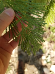 Calocedrus