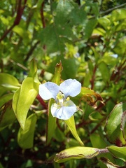 Commelina