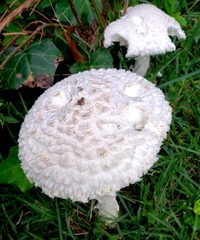 Saproamanita thiersii