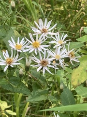 Eurybia furcata
