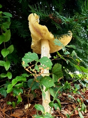 Saproamanita thiersii