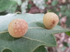 Cynips quercus