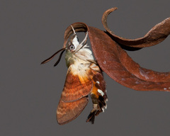 Macroglossum trochilus