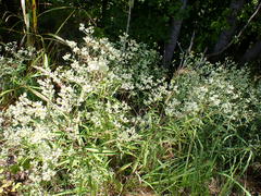 Eupatorium altissimum