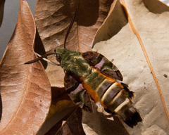 Macroglossum trochilus